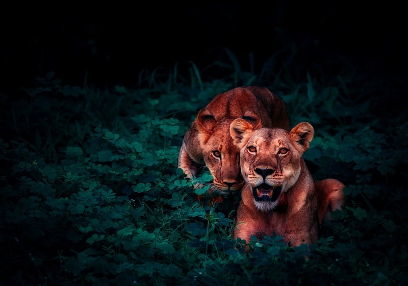 Jungle Safari Tours