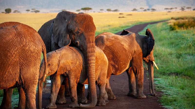 Elephant Safari